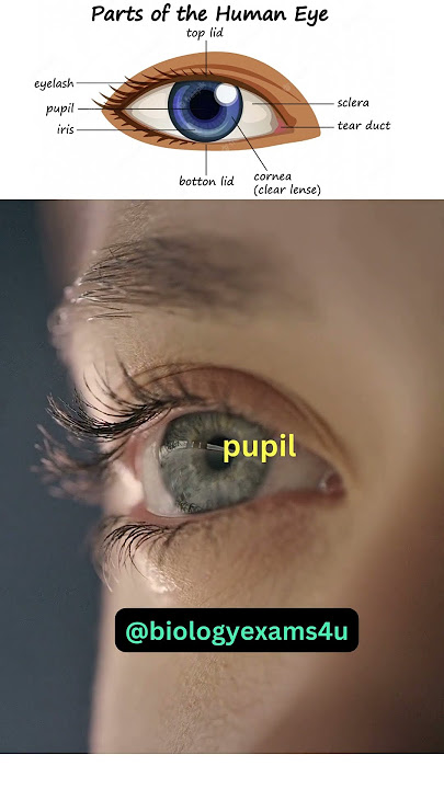 Parts of the Eye