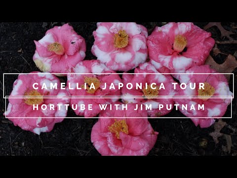 Video: Helderrooi Winterbloeisels - Winterbloeiende Kerstyd Camellia