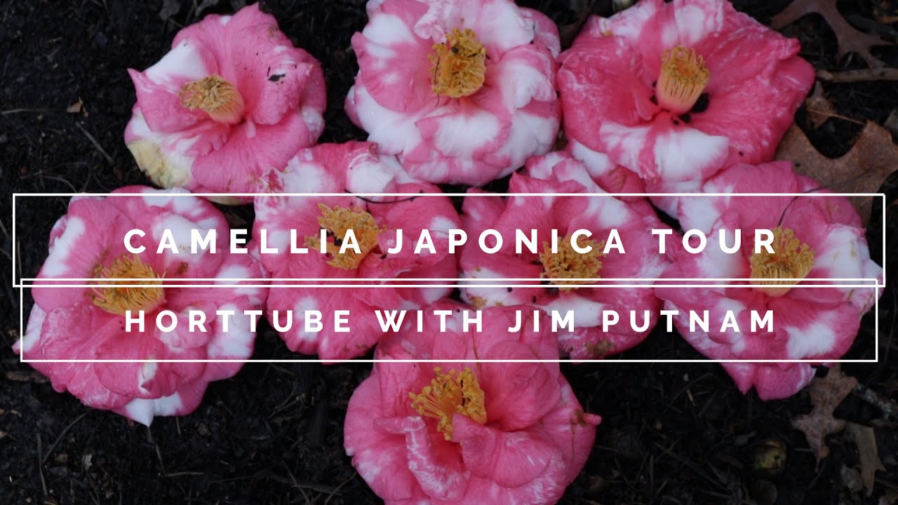 🌺Тур по Камелиям / Зимние цветы🌺