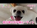 【ペキニーズ&チワワ】我が家のお犬様ルーティン「お姫様は幸せ一杯」