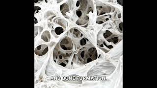 Why Supercritical CO2 Is Better Than Gamma for Sterilizing Bone Grafts