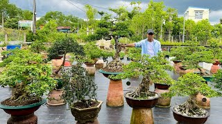 Long bonsai 19/5 #0965443636 bán cây cảnh Sam Mai Giấy Tùng Nguyệt Quýt nhiều dáng đẹp