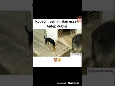 Köpeğin yemeğini alan eşşek