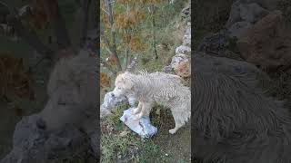 Brownie playing with another Street dog | Birds in Spring | School kids #trending #unitedstates #uk