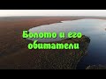 Болото и его обитатели