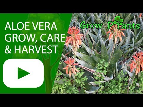 Aloe vera plant - growing, care & harvest