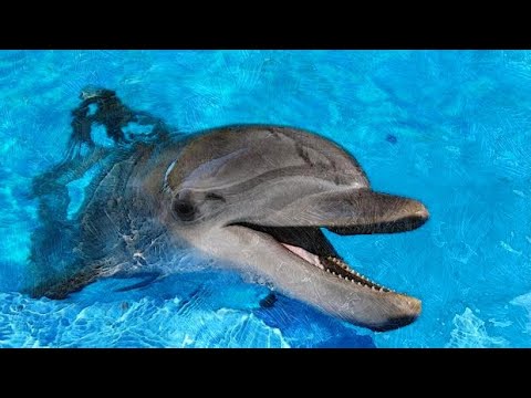 Video: Ako Pomenovať Delfína
