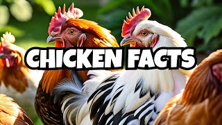 Chicken Lovers: 50 Amazing Facts About Chickens