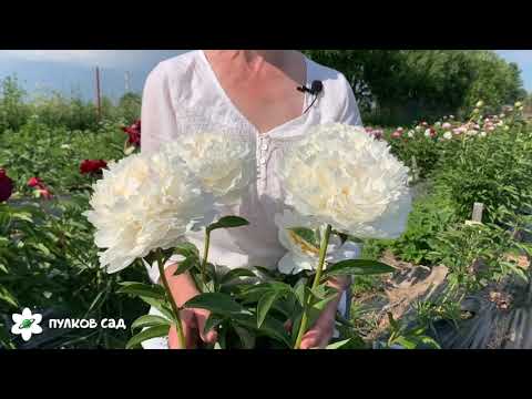 Video: Peony Potanin