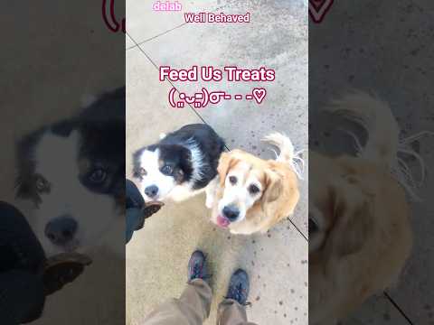 Giving Dogs Treats Delab Puppy Doglove Positivity Smile