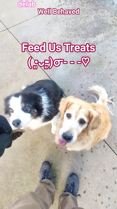 Giving Dogs Treats. #delab #puppy #doglove #positivity #smile
