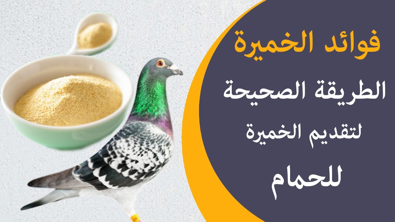 الطريقة الصحيحة لتقديم الخميرة للحمام