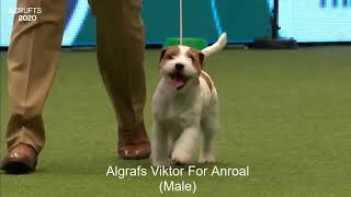 Best of Breed, Terrier Group|JACK RUSSELL TERRIER|(20172022)