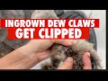 INGROWN DEW CLAWS EMBEDDED IN PAW PADS GET CLIPPED- VIEWERS DISCRETION ADVISED!