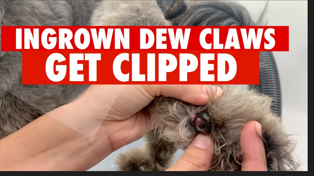 Do Dogs Dew Claws Grow Back