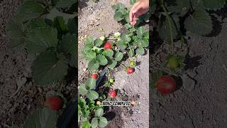 🍓🌱Cultivo de fresas🌱🍓 #fresas #strawberry #agronomia #agrocoyote4