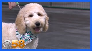 Labradoodle puppy trains to become Concordia University's newest certified comfort dog