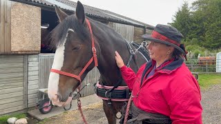 How to Harness a Horse for Carriage Driving by Alanna Light 9,308 views 1 year ago 8 minutes, 5 seconds