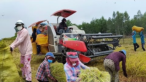 máy cắt 70 độ bánh 9 cắt lúa rất nhanh mãi đinh  công 350 K tập 75#maibangtv