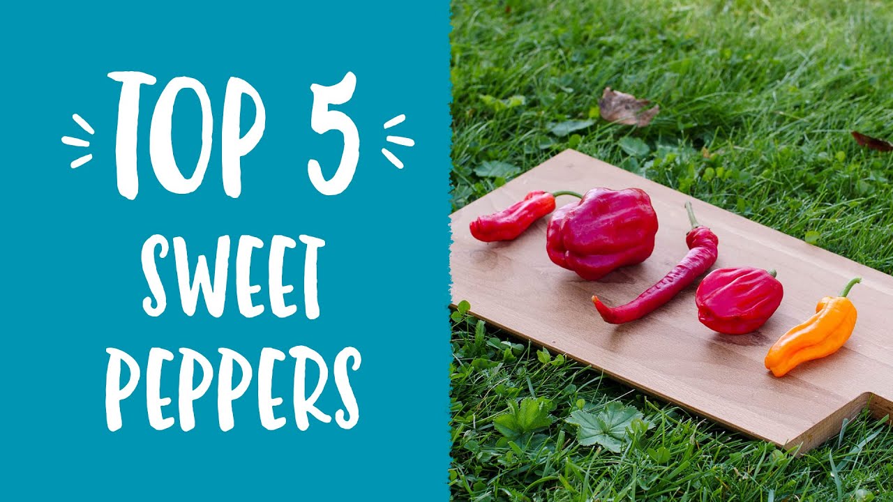 My TOP 5 sweet peppers to grow! YouTube