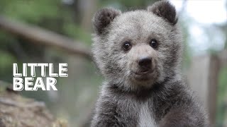 Funny Little Bear Playing In The Forest