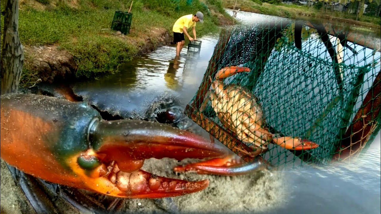CATCHING MUD CRAB AT THE LAST FRONTIER OF THE PHILIPPINES| catching crabs using crab pot