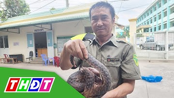 Tê tê quý hiếm đi kiếm ăn trong hẻm ở TP.HCM | THDT