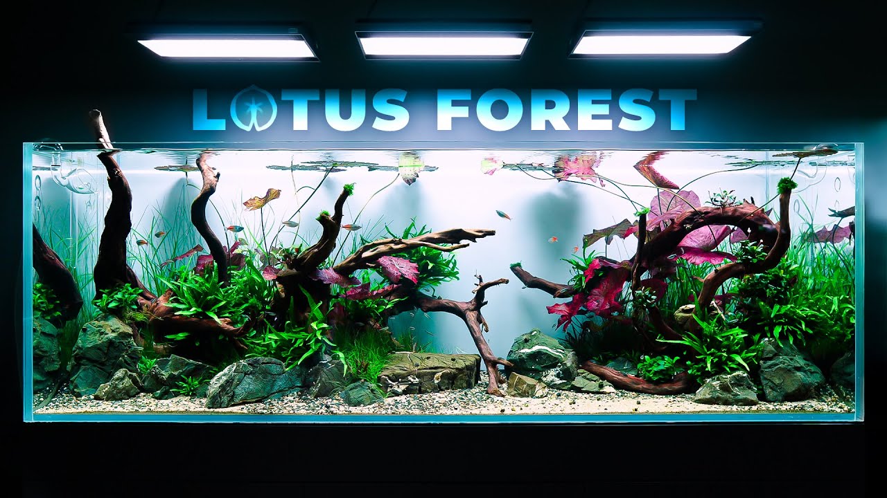 Epic 650-liter LOTUS FOREST Planted Aquarium Build