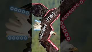 an eagle