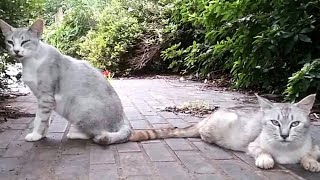 公園の野良猫、二人組こちらを警戒してます。