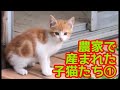 【子猫保護】農家で産まれた6匹の子猫と2匹の母猫・全員救出なるか？シリーズ1