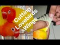 How to cut Lovebirds Wings? Clipping