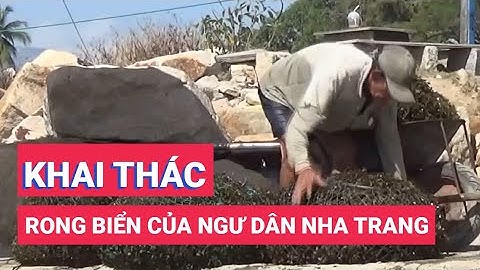Nhộn nhịp mùa khai thác rong biển của ngư dân Nha Trang