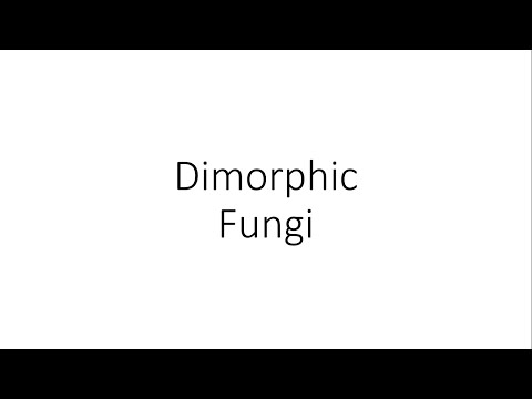 Dimorphic Fungi - Microbiology