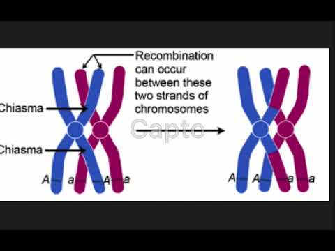 Video: Perbedaan Antara Bivalen Dan Chiasmata Di Meiosis