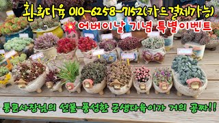 💥[어버이날특집] 통큰사장님의 통큰가격!! 풍성한 군생 다육이는 거의 서비스~!!♡ #succulentplant #多肉植物