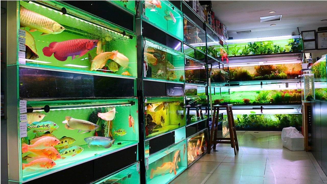 The Most INCREDIBLE FISH STORE TOUR in China!