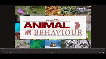 Animal Behavior Series Ep9 - Sociality (Living Together)