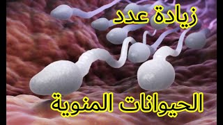 كيف يتم تكوين الحيوانات المنوية - حركة الحيوانات المنوية - مسار المنى من الخصية الى القضيب ثم الخارج