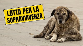 Scopri il Mondo dei Cani Randagi: Storie di Speranza e Resilienza by Funny Pets 370 views 7 months ago 10 minutes, 29 seconds