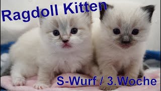 Ragdoll Kitten | unser S-Wurf in der dritten Woche | Aramintapaws Ragdolls by Aramintapaws Ragdolls 262 views 11 months ago 49 seconds
