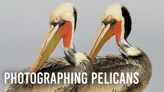 Photographing Pelicans with Arthur Morris