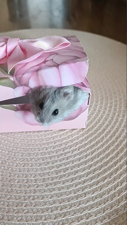 Моя Лола 🐹 - YouTube