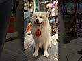 【利寶樂園】ep.19 DJ drop the beat #shorts #寵物 #萌寵 #狗狗 #薩摩耶 #毛小孩 #可愛 #愛犬 #愛 #音樂 #寵物秀 #寵物表演