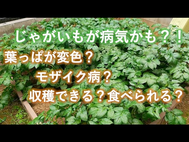 家庭菜園 じゃがいもの病気 モザイク病 ウイルス病 について Youtube