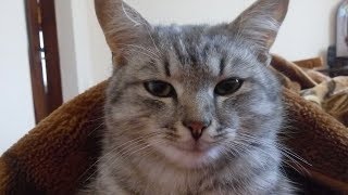 Мой кот Матрос сходит с ума )) by FANVIDOS - Милые котики 7,785 views 5 years ago 24 seconds