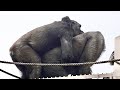 久しぶりに遊ぶ兄妹　アニーはキヨマサを抱きしめる　シャバーニ家族　ゴリラ/Gorilla