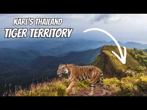 PROOF: Wild Tigers Live at This Thailand Campsite