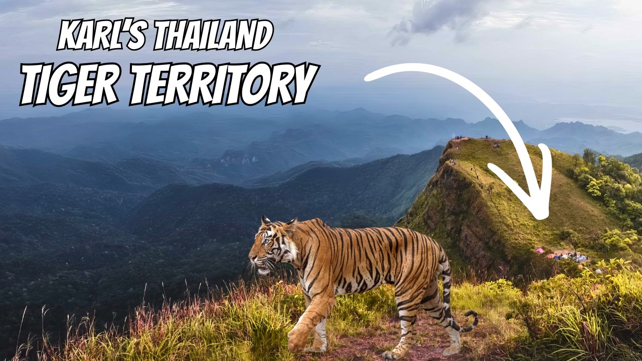 PROOF: Wild Tigers Live at This Thailand Campsite
