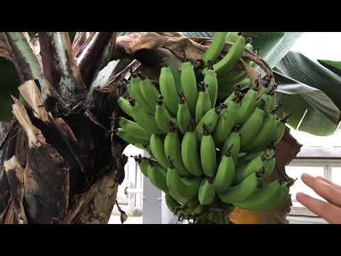 Aus dem Gewächshaus des Botanischen Volksparks: Banane und Ensete